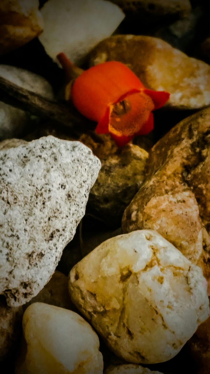 red flower in rocks