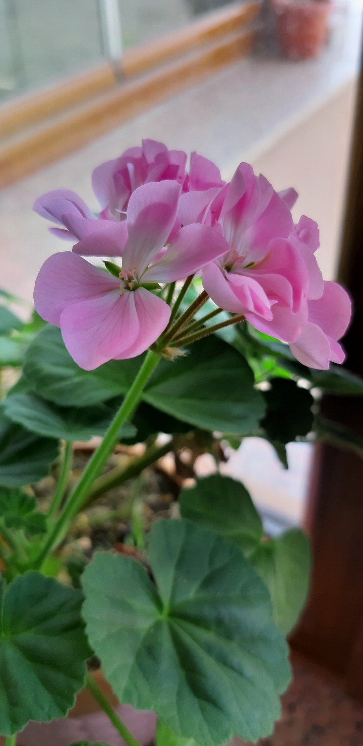 bahar pembe cicek