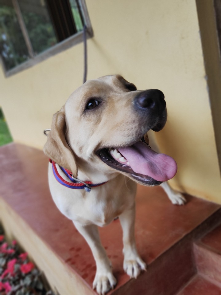 Dog