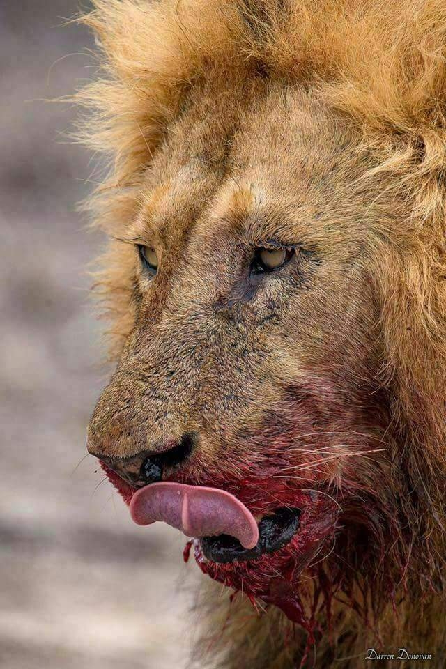 lion