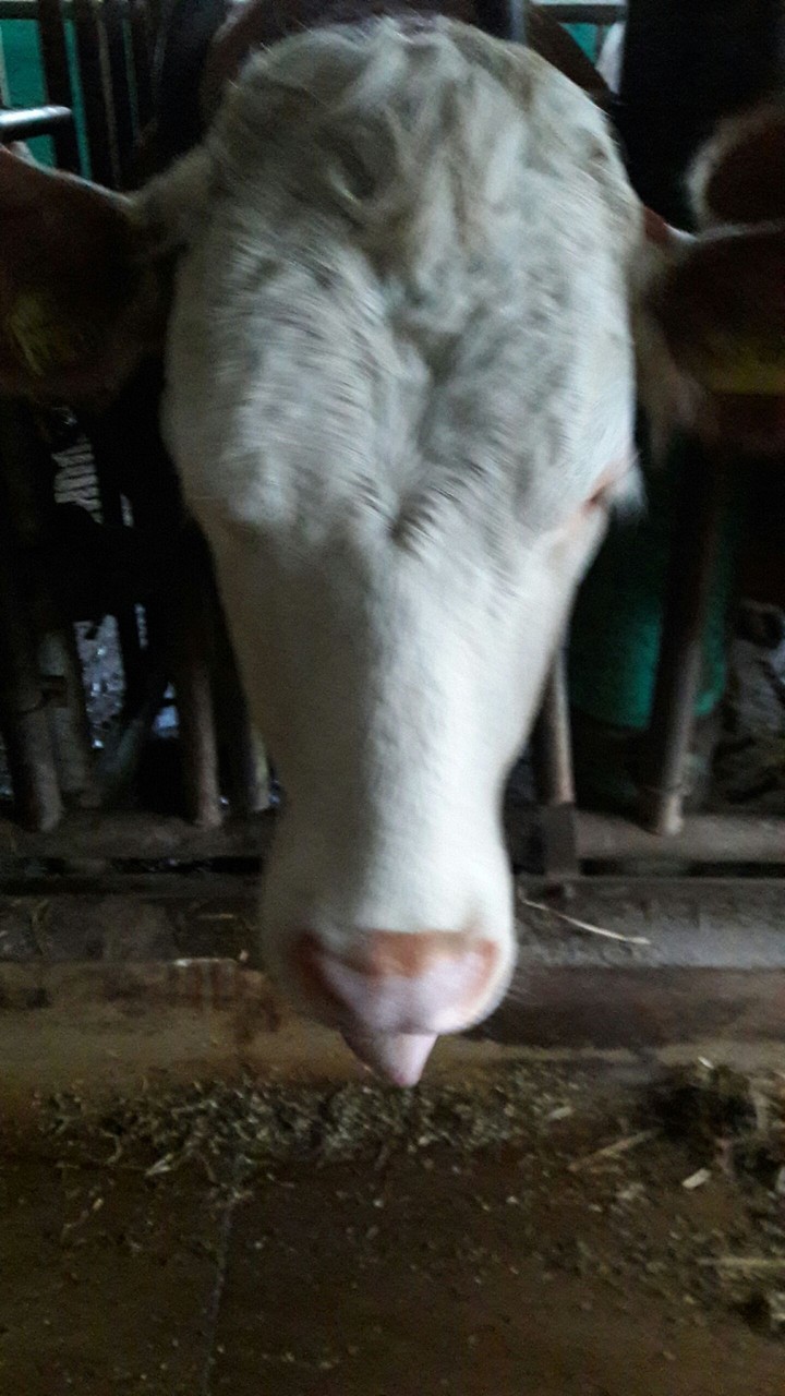 cow