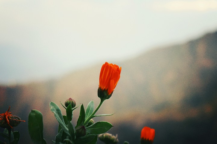 Flower in the valley