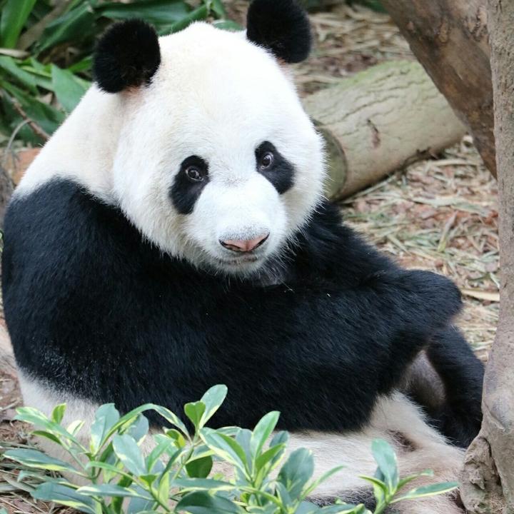 panda