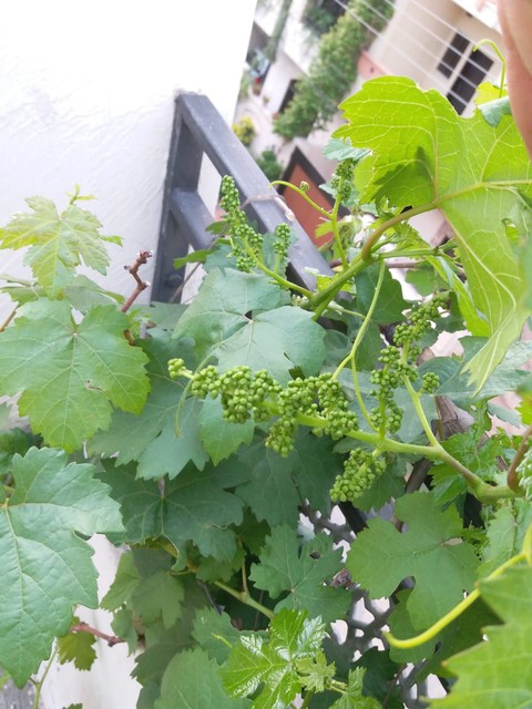 grapes flowers