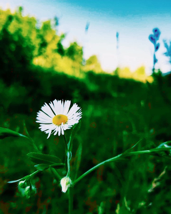 flower