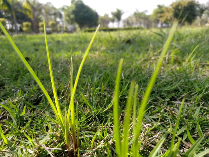 tiny green