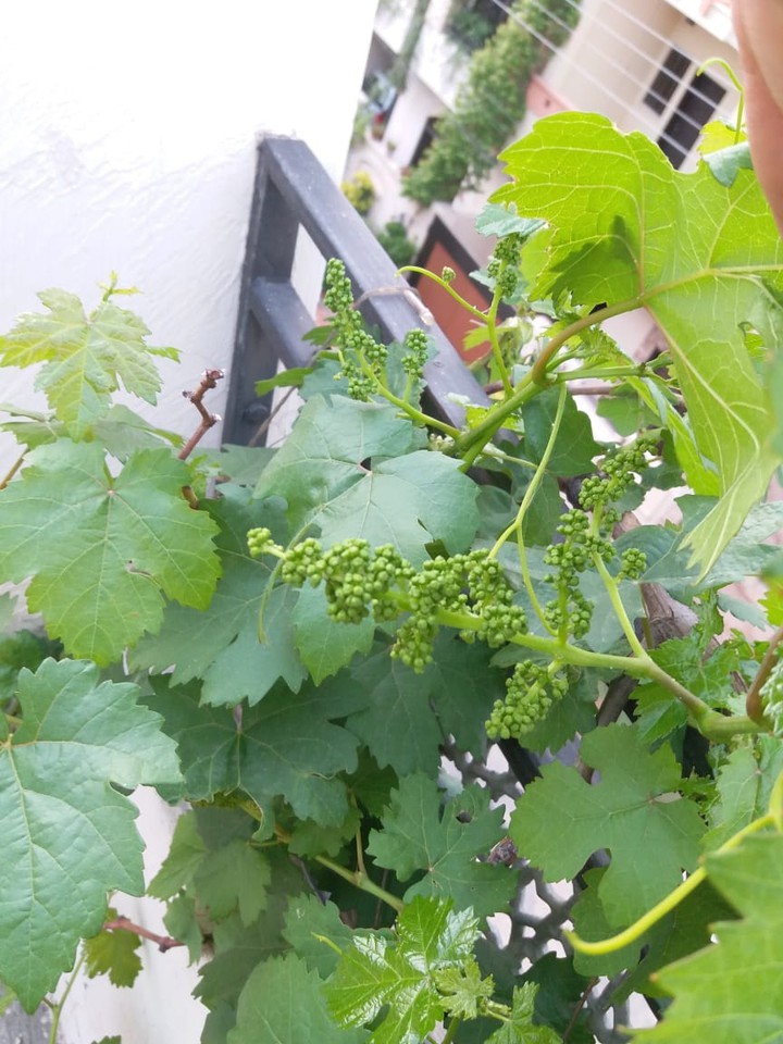 grapes flowers