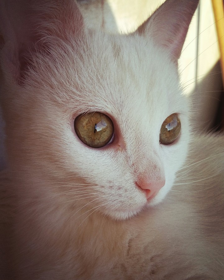 Safira