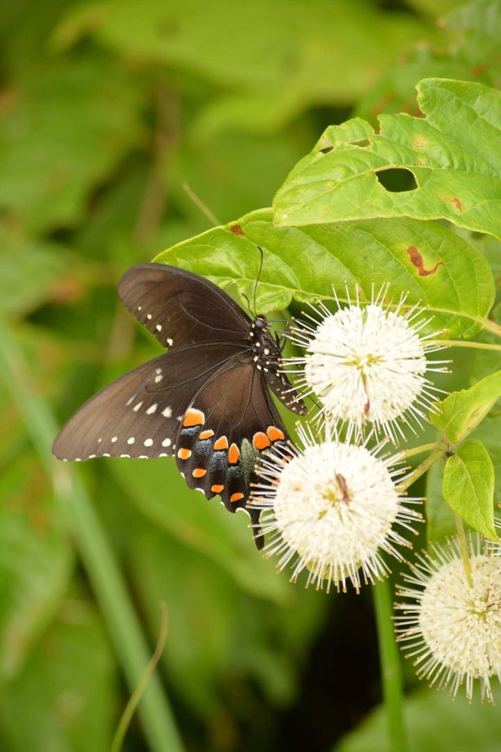 butterfly