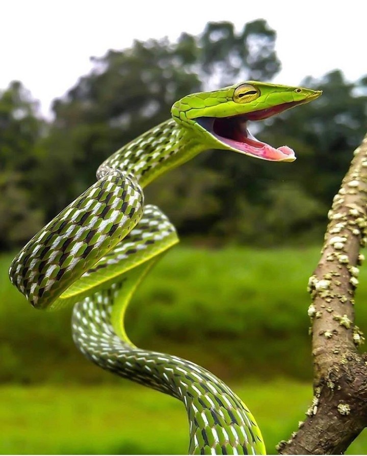 Snake