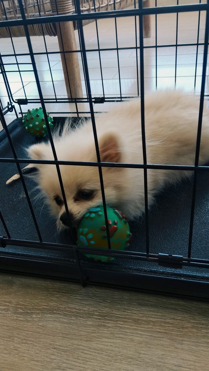 cute dog