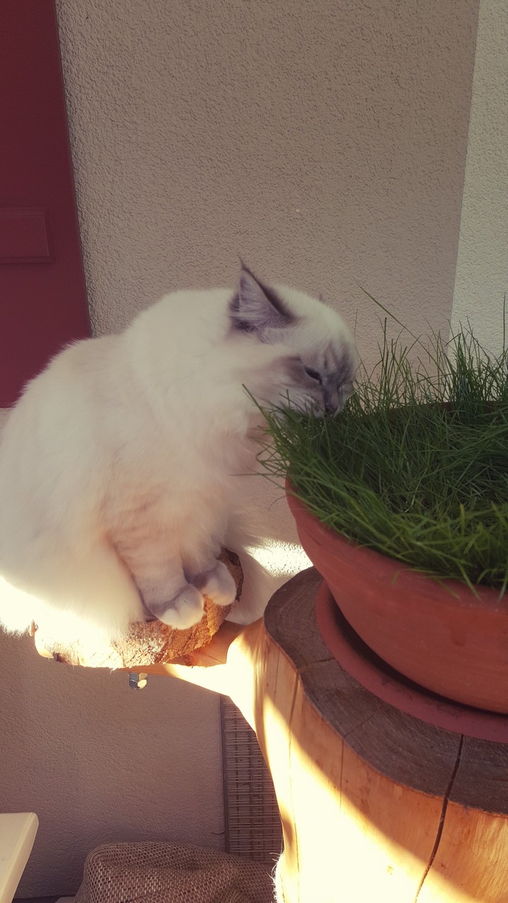 Heilige Birma
