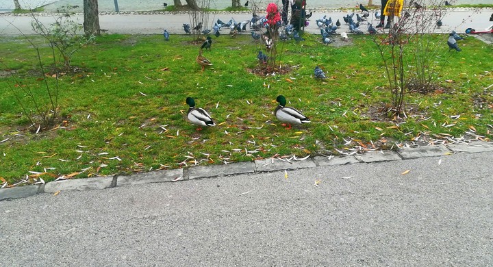 Ducks and pigeons