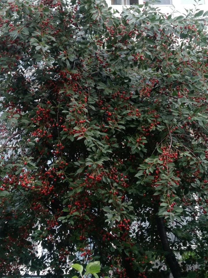 вишня