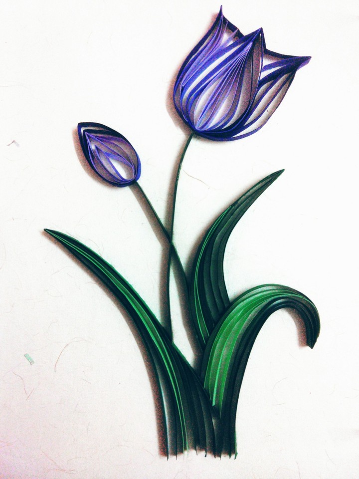 purple tulip