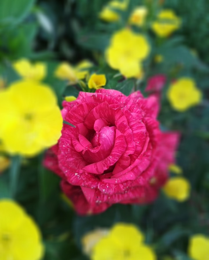 my flower