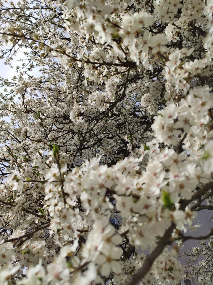 spring