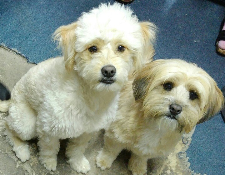 hermanos