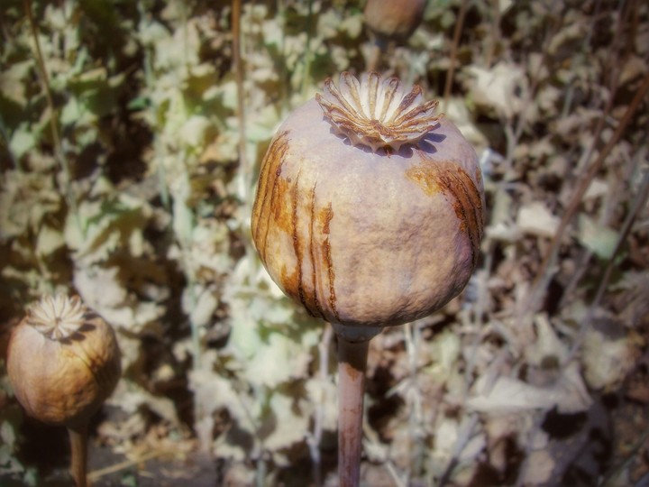 Opium
