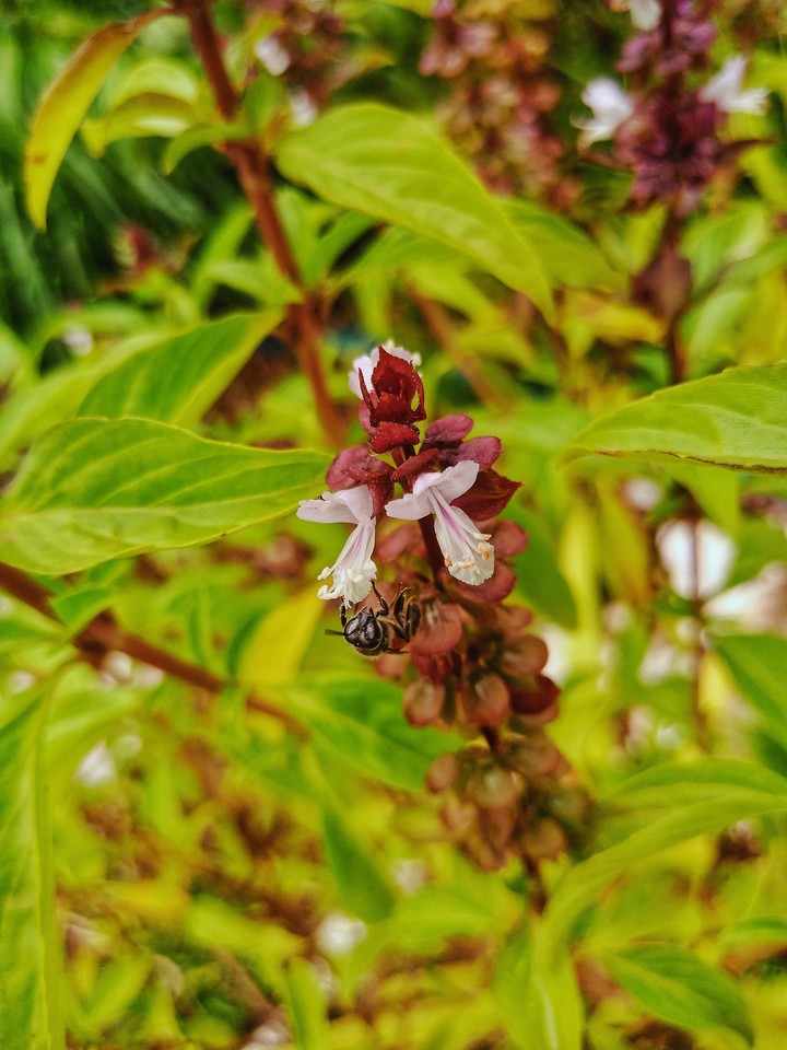 flower