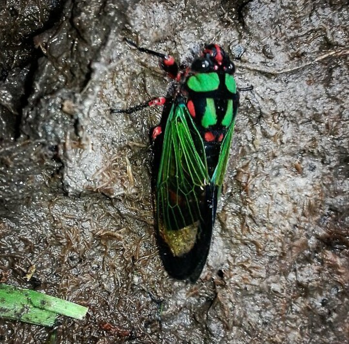 verde Limão!!!