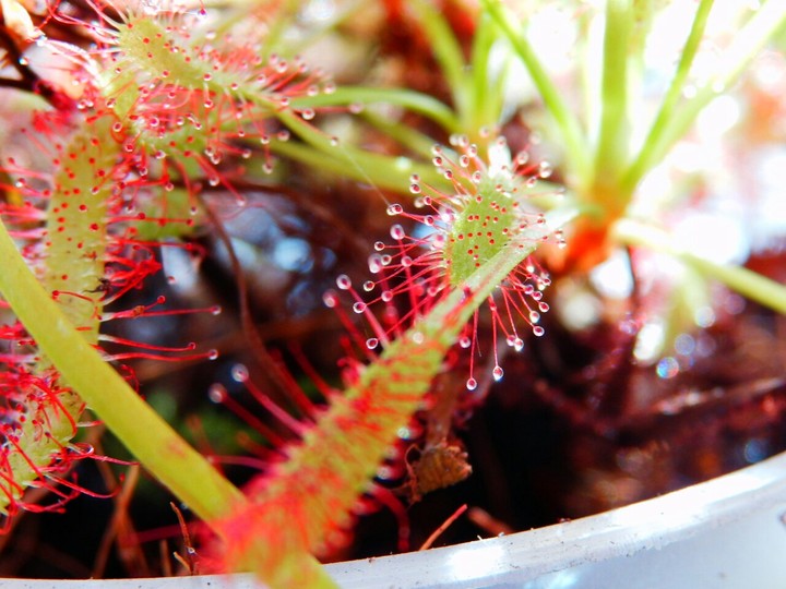 Drosera Capensis