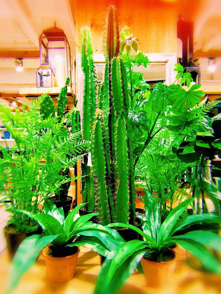prick oneself on a cactus spine