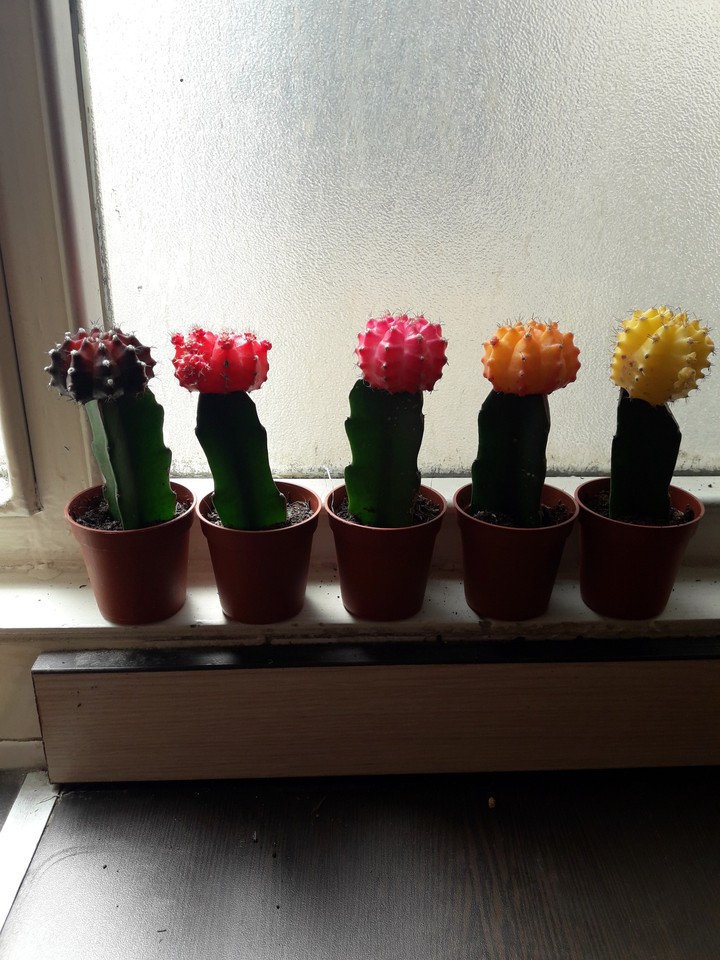 My lovely little garden