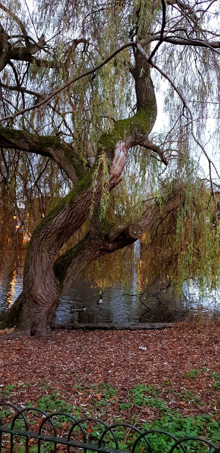 Autumn at park