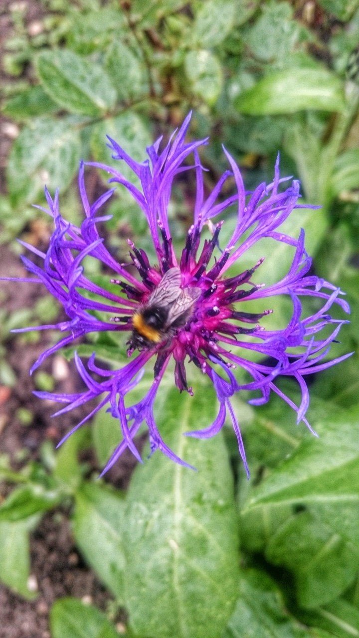 abeille sur une fleurs