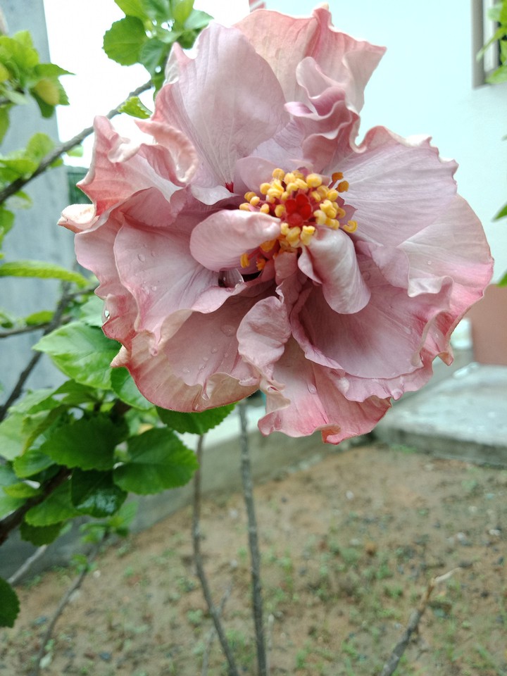 Pink hibiscus