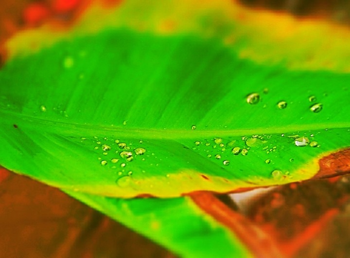 green leaf with rain drops