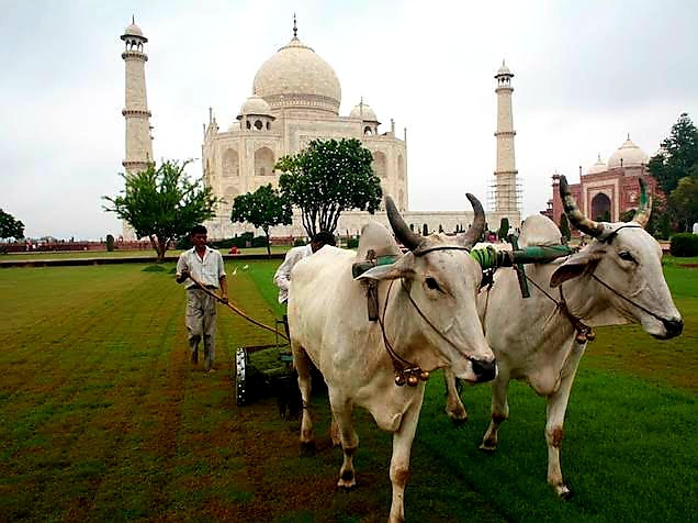 The Taj Mahal is one of the seventh wonders of the world