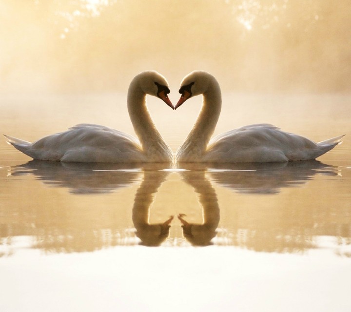 love fills the air