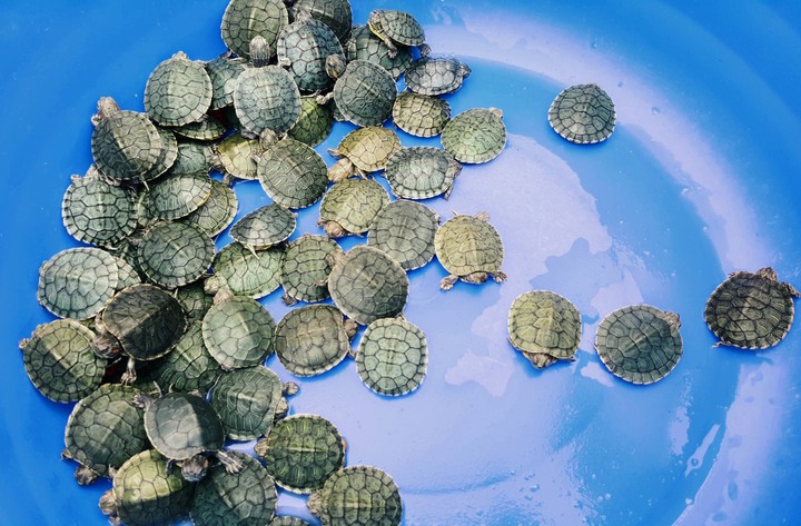Turtles
