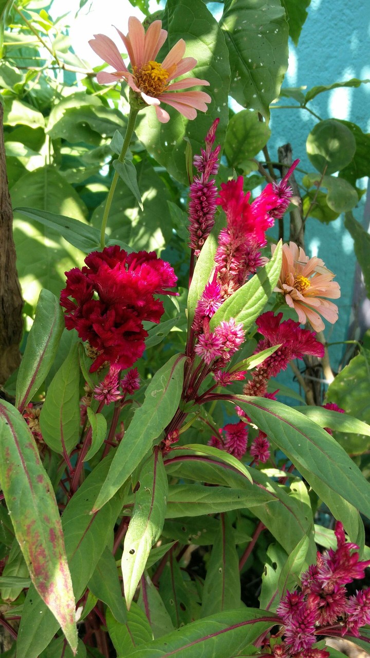 velvet red