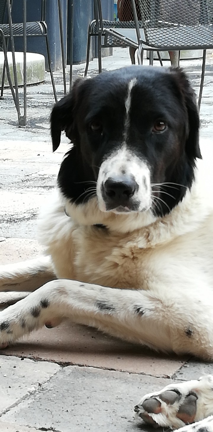 my dog