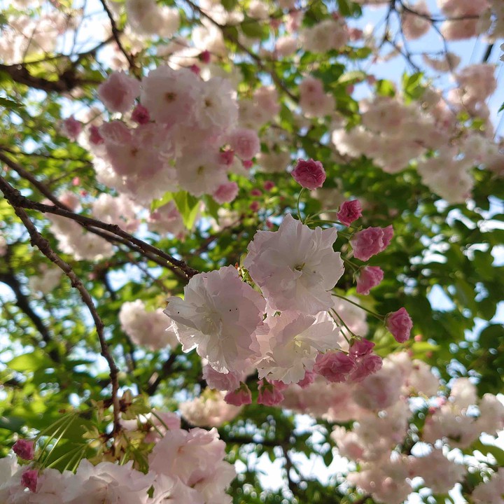 cherry blossom