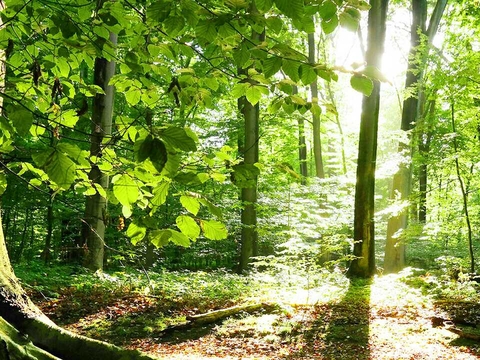 nature