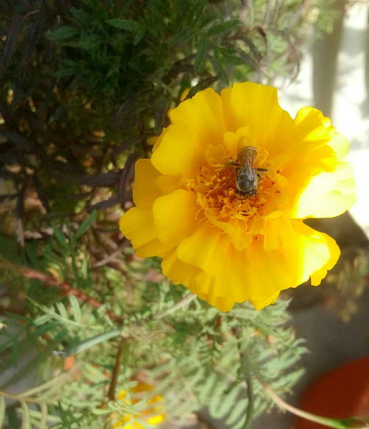 Marigold