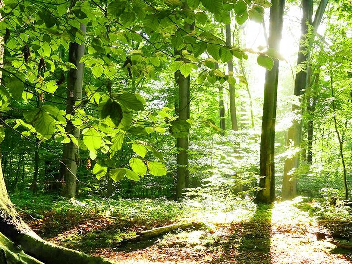 nature
