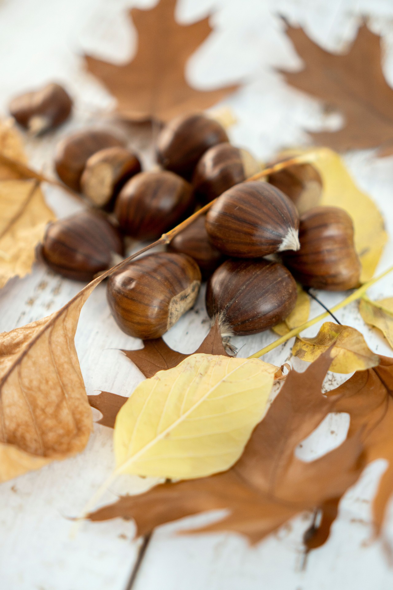 CHESTNUTS and LEAVES