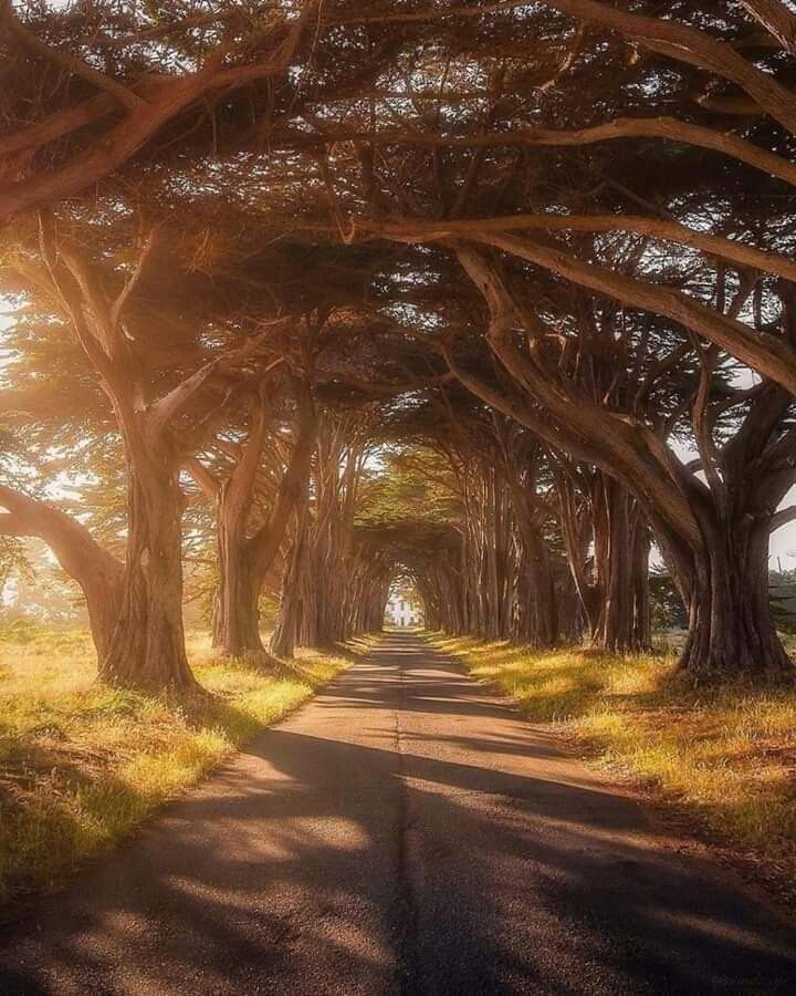 Camino
