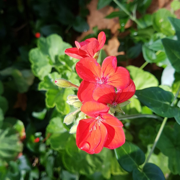 Red Geranium