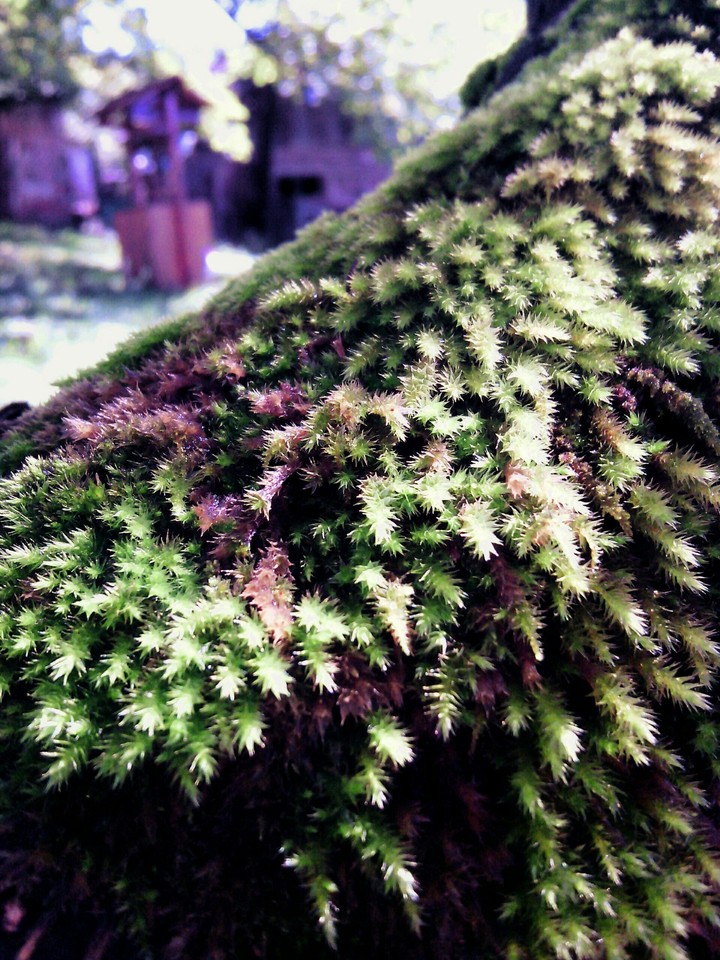 On the tree