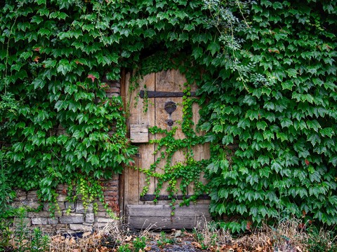 тапети leaf, ivy