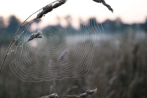 Web