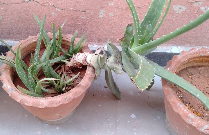 plant