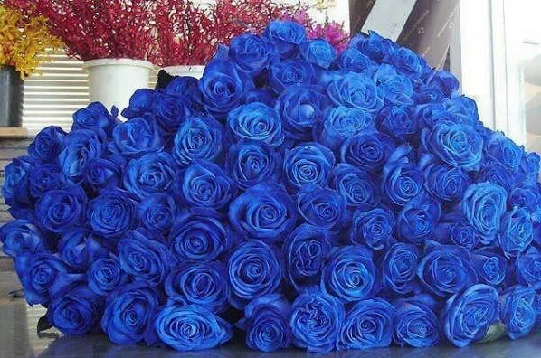 blue roze