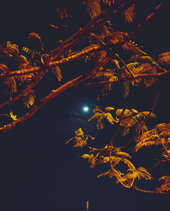 moon and trees